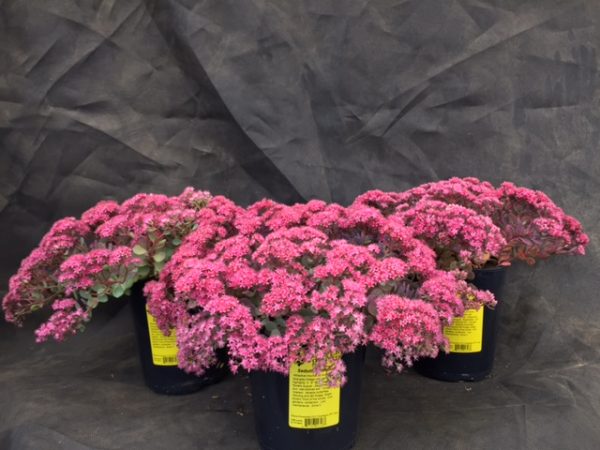 Sedum cauticola