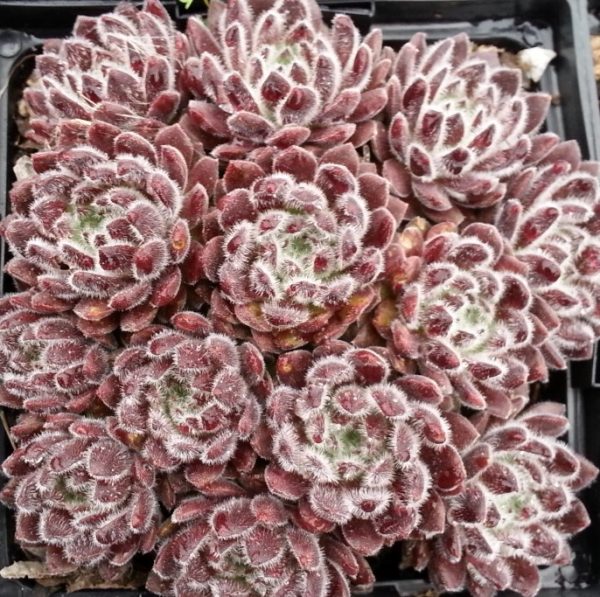 Sempervivum
