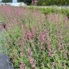 Agastache - Image 2