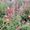 Agastache rupestris - Image 2