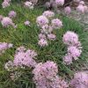 Allium senescens ssp. glaucum