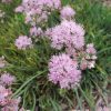 Allium senescens ssp. glaucum - Image 2