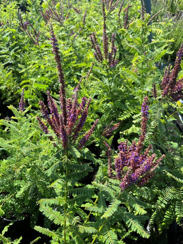 Amorpha canescens