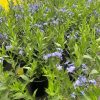 Amsonia