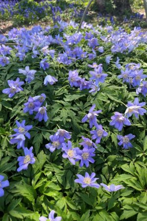 Anemone nemorosa