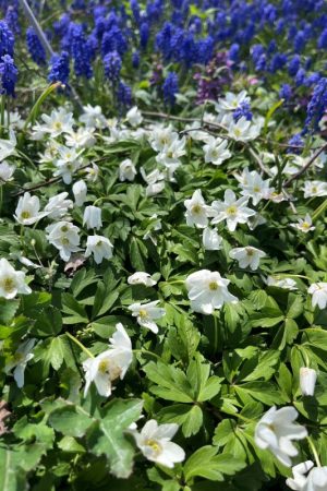 Anemone nemorosa