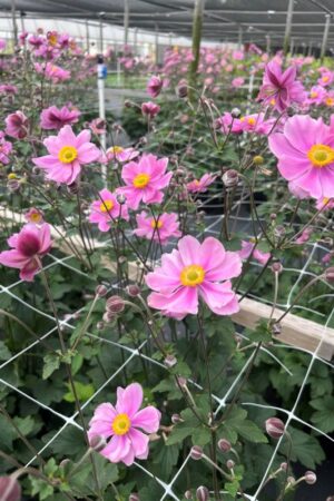 Anemone