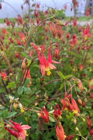 Aquilegia canadensis