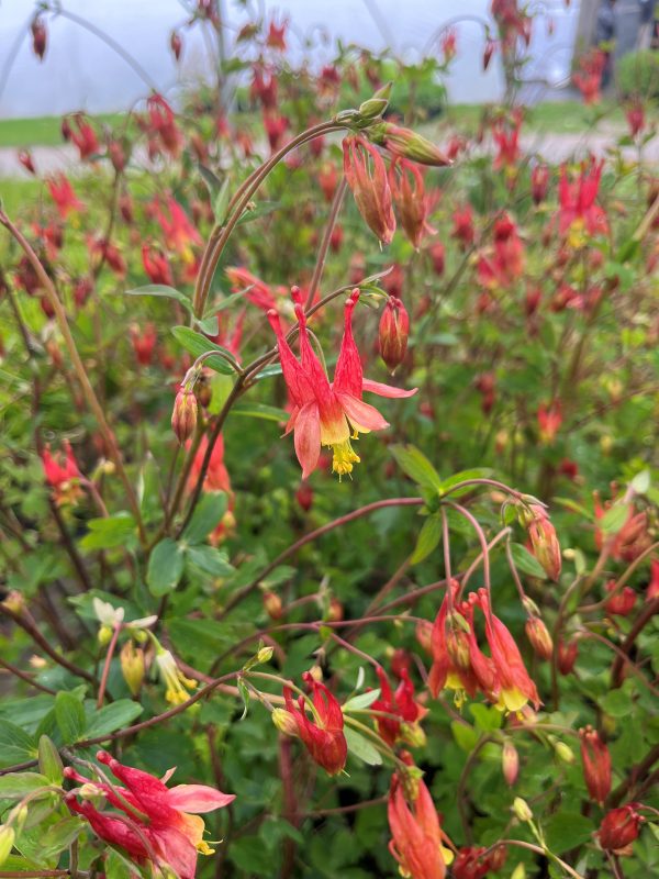 Aquilegia canadensis