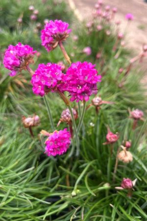 Armeria maritima