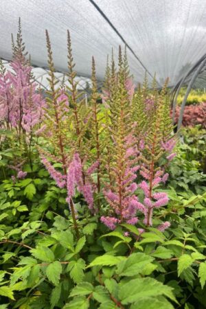 Astilbe chinensis