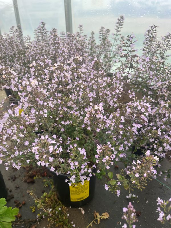 Calamintha nepeta ssp. nepeta - Image 3