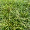 Carex divulsa