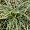 Carex morrowii