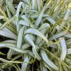 Carex siderosticha