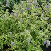 Caryopteris
