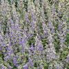 Caryopteris - Image 3