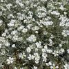 Cerastium tomentosum