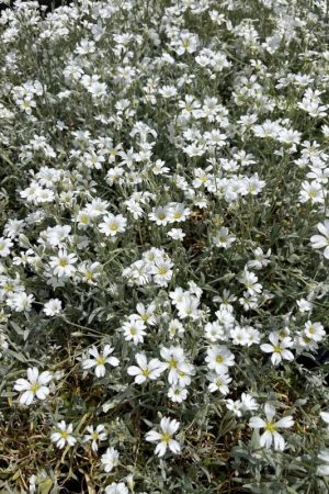 Cerastium tomentosum