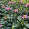 Chelone lyonii - Image 2