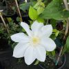 Clematis - Image 2