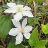 Clematis
