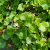 Cymbalaria muralis