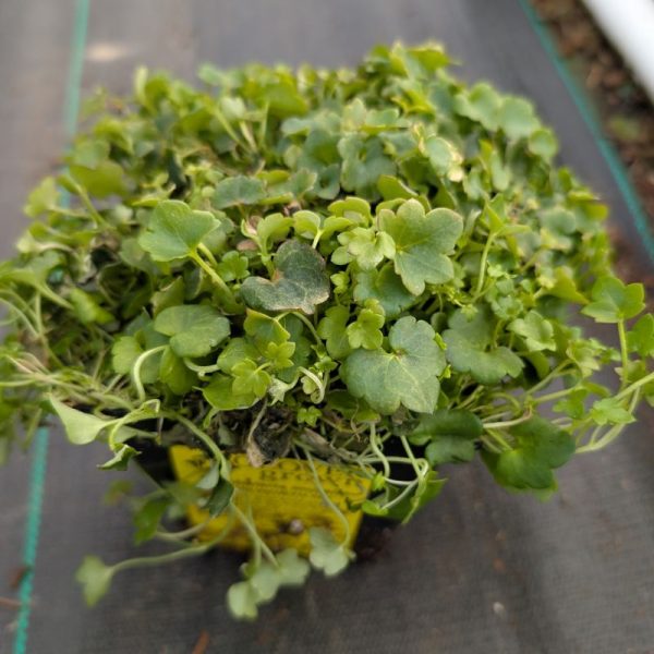 Cymbalaria muralis - Image 2