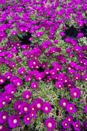 Delosperma ashtonii