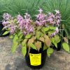 Epimedium