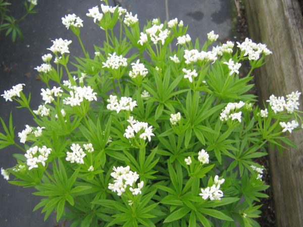 Galium odoratum