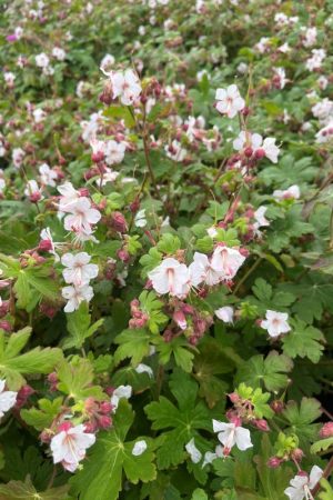 Geranium macrorrhizum
