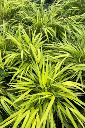 Hakonechloa