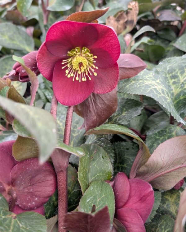 Helleborus - Image 2