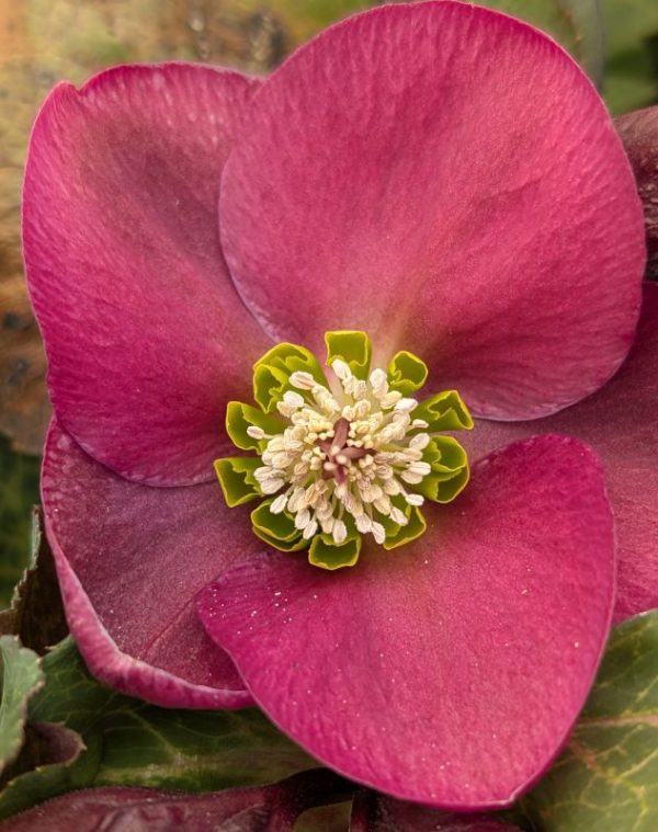 Helleborus - Image 3