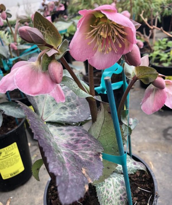 Helleborus