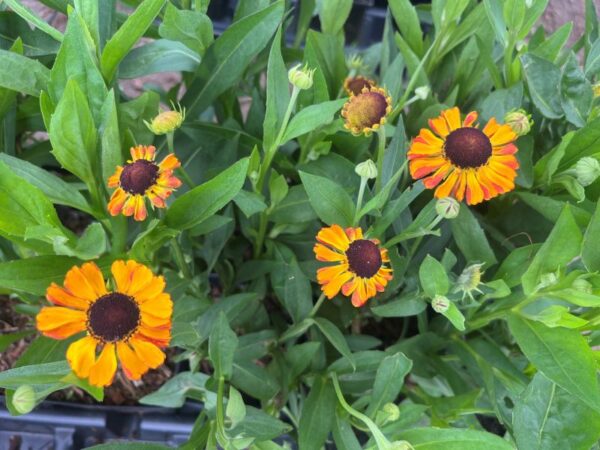 Helenium - Image 3