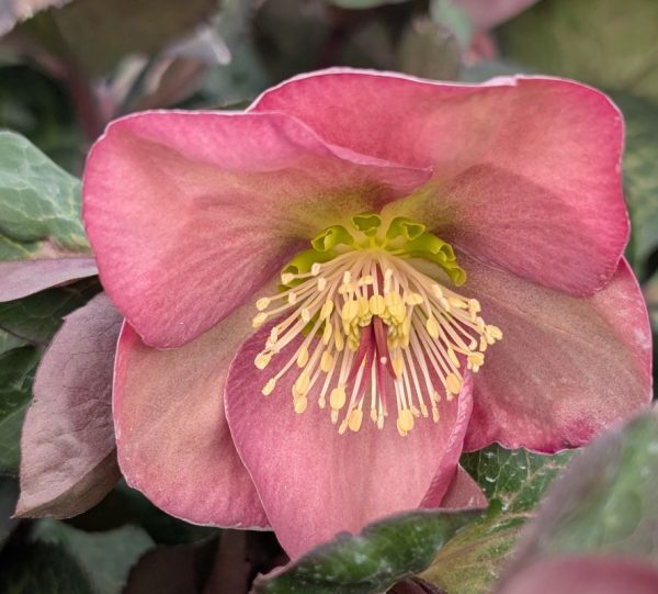 Helleborus - Image 2