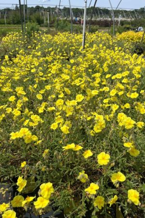 Helianthemum