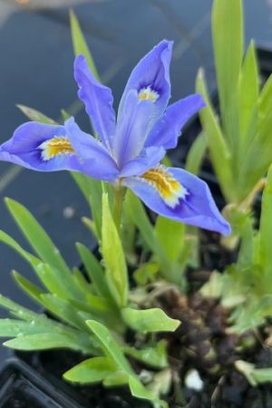Iris cristata