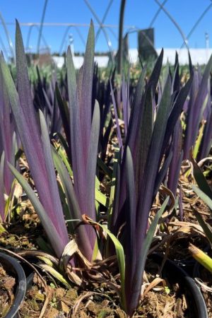 Iris x robusta