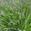 Lavendula