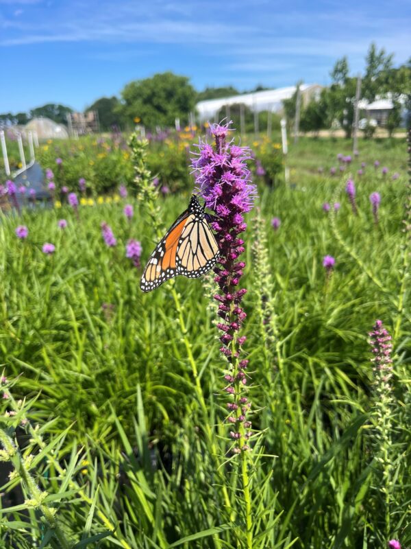 Liatris pycnostachya