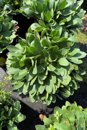Limonium