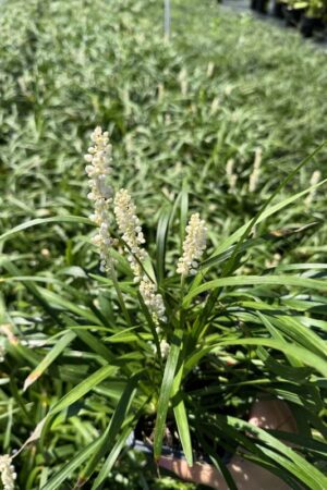 Liriope