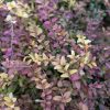 Lonicera nitida - Image 3