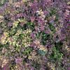 Lonicera nitida - Image 4