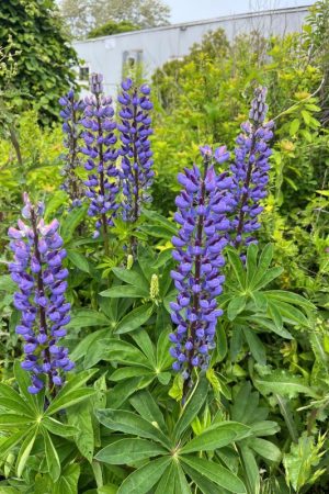 Lupinus polyphyllus