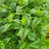 Monarda - Image 2