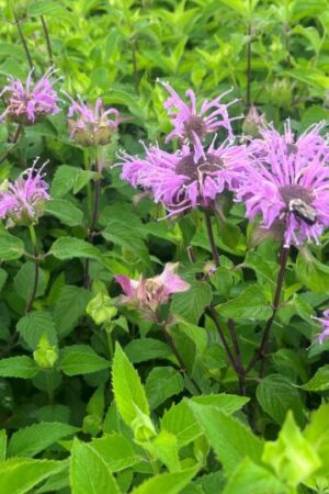 Monarda fistulosa